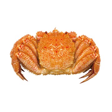 Horsehair crab