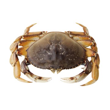 Dungeoness Crab