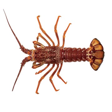 S-Australian Lobster