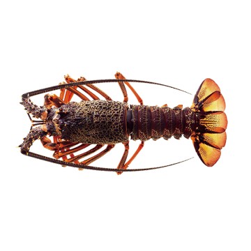 W-Australian Lobster