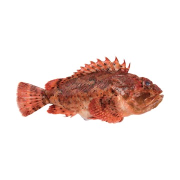 Red scorpion fish