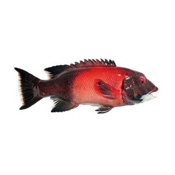 Sheephead fish