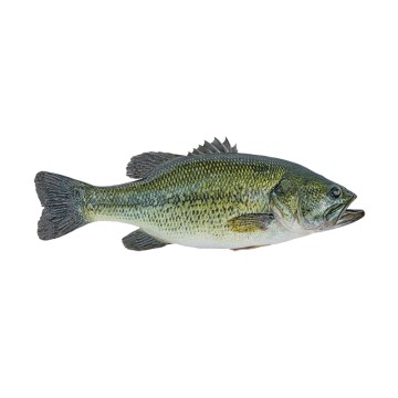 Bass fish