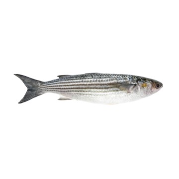 Mullet Fish