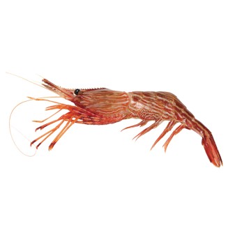 Coonstripe shrimp