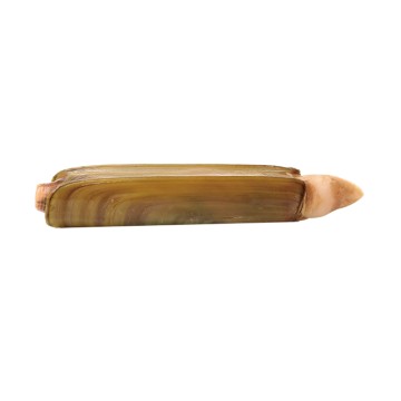 Razor Clam